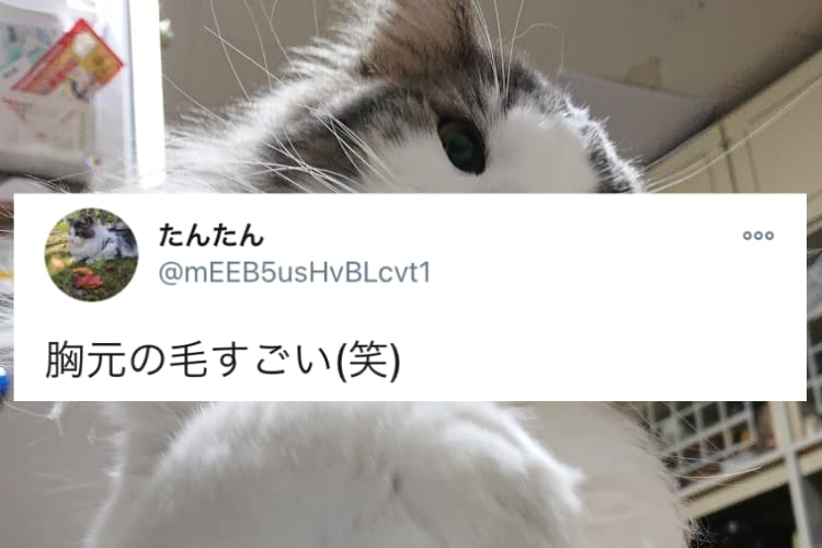 まるで紅白の豪華衣装みたい！胸元の毛がめちゃくちゃゴージャスなニャンコが話題に