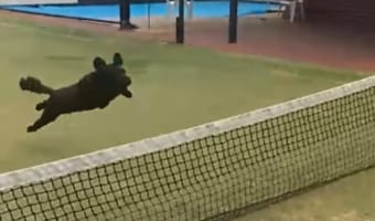 今の何だったワン?自分でもよく分からないうちにスゴ技を決めてしまったワンコの動画が面白い