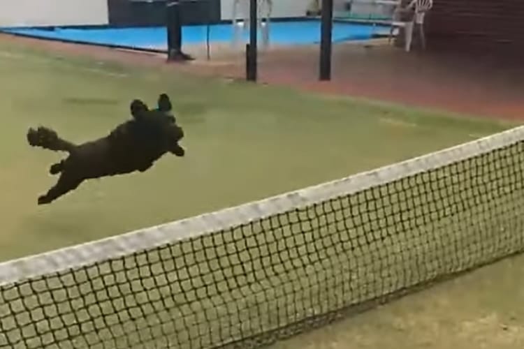 今の何だったワン？自分でもよく分からないうちにスゴ技を決めてしまったワンコの動画が面白い