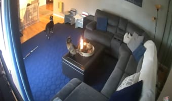 猫ちゃんのしっぽが大炎上!?大ピンチの猫と見守る犬のカワイイコンビが話題に!