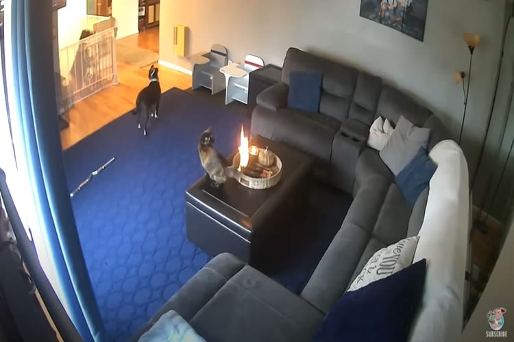 猫ちゃんのしっぽが大炎上！？大ピンチの猫と見守る犬のカワイイコンビが話題に！