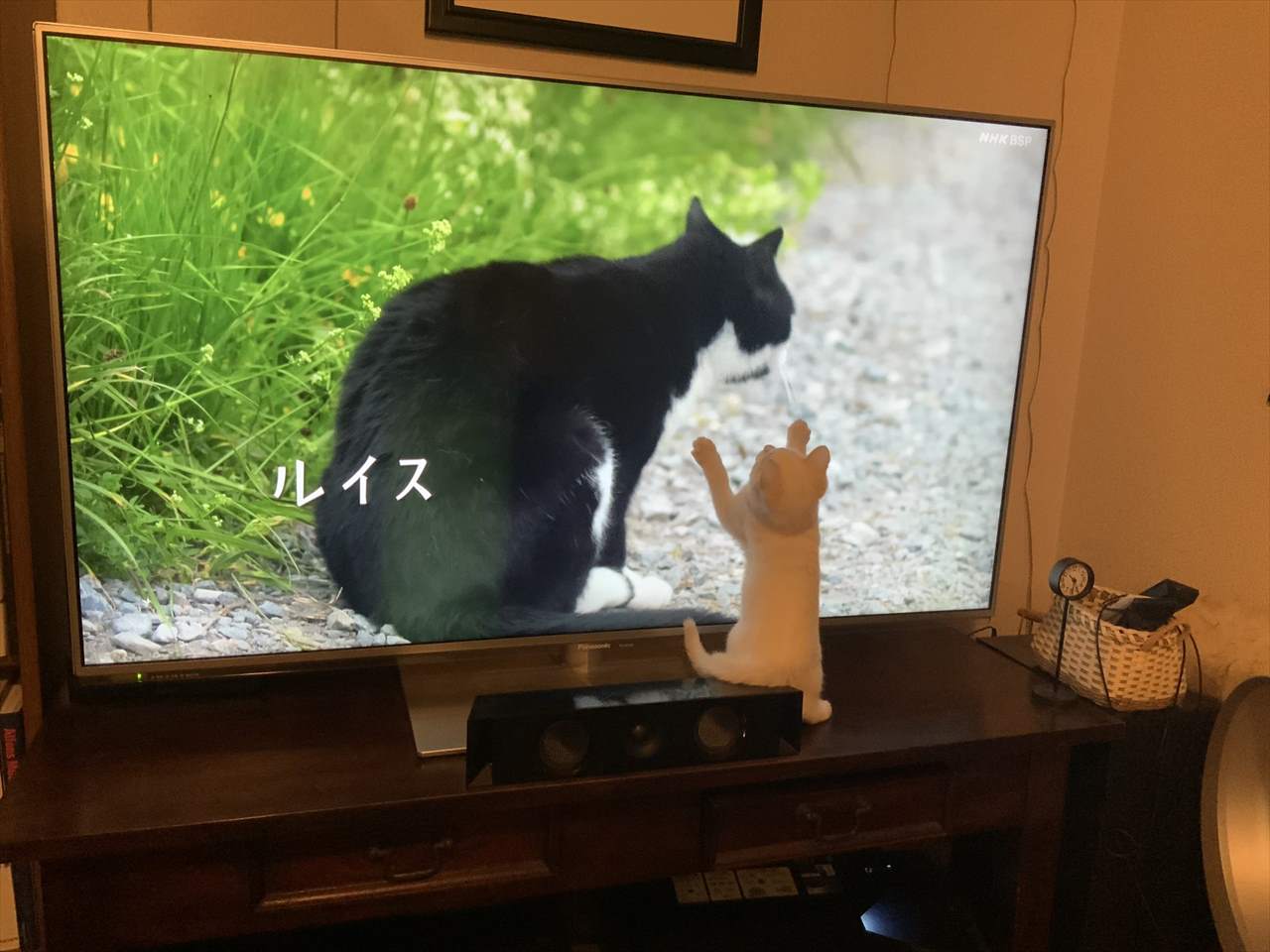 さすがは猫好きのレジェンドが登場する番組！人間だけでなく猫も魅了 