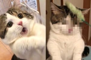 わかりやすすぎる！！おもちゃを掴めた時と掴めなかった時の表情が全然違うニャンコがカワイイ