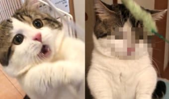 わかりやすすぎる！！おもちゃを掴めた時と掴めなかった時の表情が全然違うニャンコがカワイイ