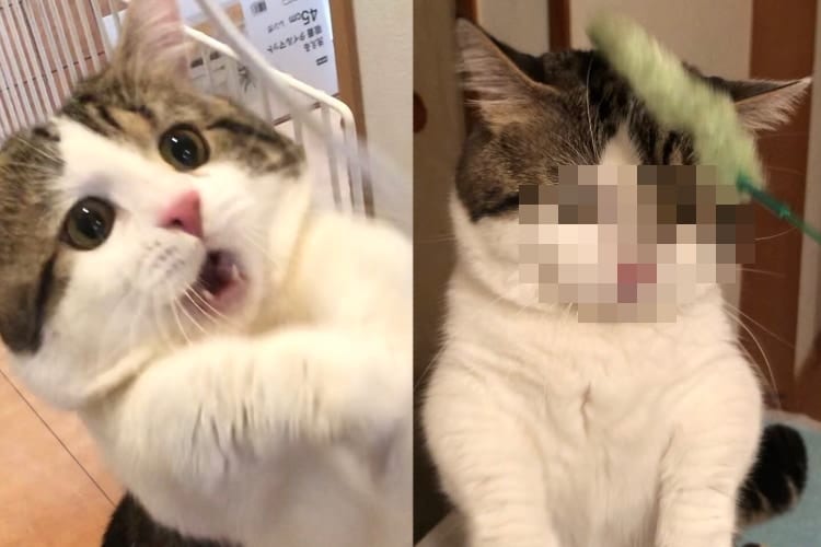 わかりやすすぎる！！おもちゃを掴めた時と掴めなかった時の表情が全然違うニャンコがカワイイ