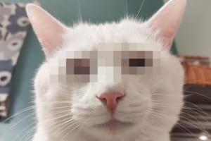 親分と呼ばせてください！普段はキュートなニャンコが眉間にシワを寄せて極悪面に豹変(笑)