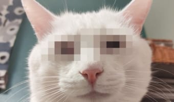 親分と呼ばせてください!普段はキュートなニャンコが眉間にシワを寄せて極悪面に豹変(笑)