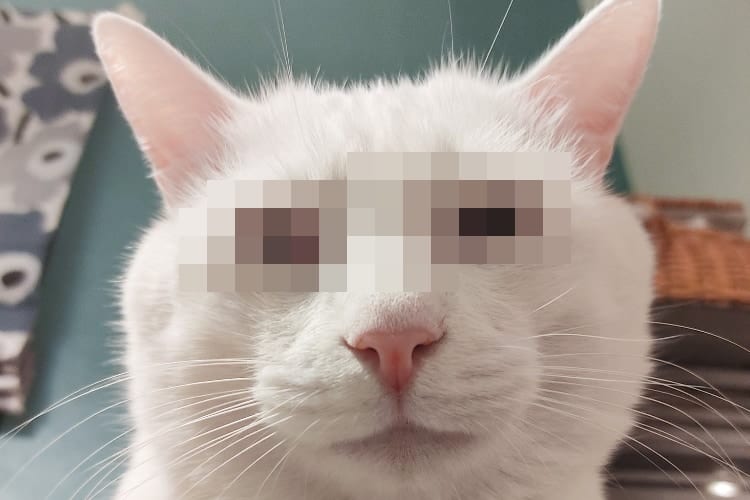 親分と呼ばせてください！普段はキュートなニャンコが眉間にシワを寄せて極悪面に豹変(笑)