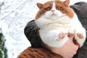 まるでテディベア！モフモフボディで愛くるしい表情のニャンコに魅了される人が続出