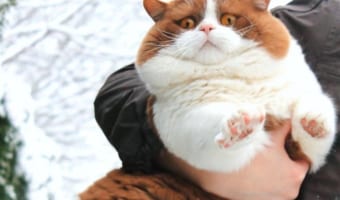 まるでテディベア!モフモフボディで愛くるしい表情のニャンコに魅了される人が続出