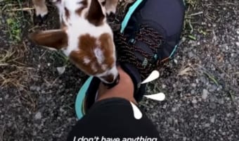 「僕、お腹空いたよ‥」森で生後まもない小鹿が女性に助けを求めて保護された時の動画が話題に