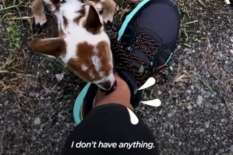 「僕、お腹空いたよ‥」森で生後まもない小鹿が女性に助けを求めて保護された時の動画が話題に