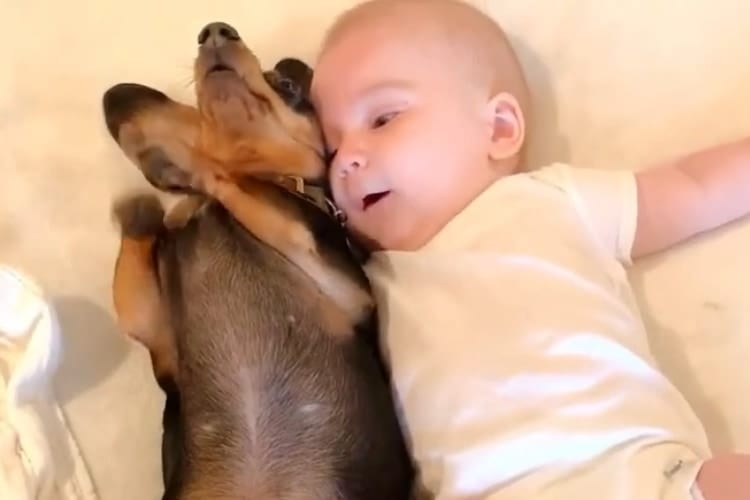 「一緒にねんねするワン♪」子犬が嬉しそうに赤ちゃんに寄り添う動画が可愛すぎて癒される