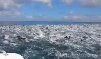 釣りツアー中にイルカに出会えてラッキー♪と思ったら‥えっ?ちょ!?イルカいすぎー!