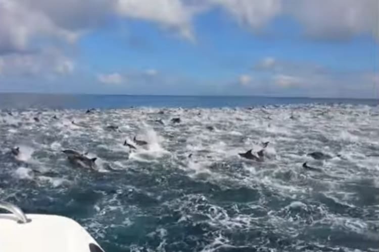 釣りツアー中にイルカに出会えてラッキー♪と思ったら‥えっ？ちょ！？イルカいすぎー！