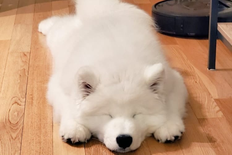 まるでふわふわのぬいぐるみ！床にぺた～～～んの体勢で寝そべるサモエドの子犬が可愛すぎる