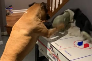 ボクサー犬はやっぱりボクシングが得意！？ハロウィンゾンビを必殺パンチで撃退する姿が話題に