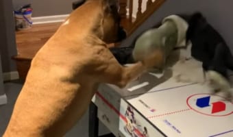 ボクサー犬はやっぱりボクシングが得意！？ハロウィンゾンビを必殺パンチで撃退する姿が話題に