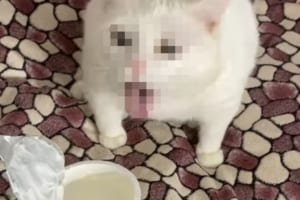 「なんじゃこりゃ！クサすぎニャ！！」サワークリームの匂いを嗅いだ猫。その時に見せた顔が衝撃的すぎる