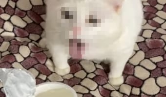 「なんじゃこりゃ！クサすぎニャ！！」サワークリームの匂いを嗅いだ猫。その時に見せた顔が衝撃的すぎる