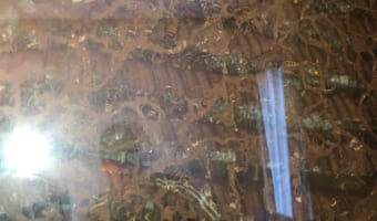 【衝撃】使ってなかった部屋のカーテンを開けたら巨大な蜂の巣が！想像を絶するデカさに鳥肌