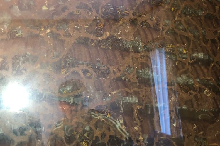 【衝撃】使ってなかった部屋のカーテンを開けたら巨大な蜂の巣が！想像を絶するデカさに鳥肌