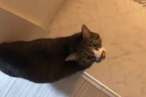 山田君チュール1本持ってきて！可愛い鳴き声のニャンコが突然「笑点」の音を出して笑った(笑)