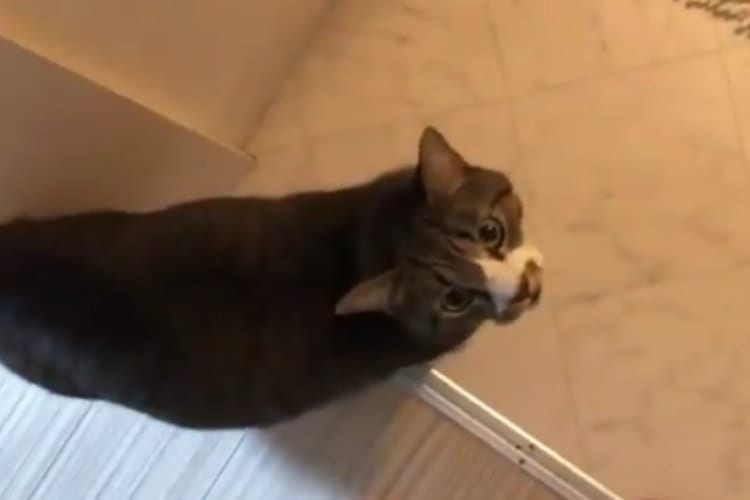 山田君チュール1本持ってきて！可愛い鳴き声のニャンコが突然「笑点」の音を出して笑った(笑)