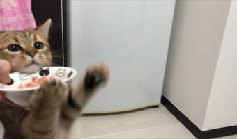 初めて猫缶を食べた子猫の反応がカワイ過ぎると話題に!子猫の猫缶初体験♪