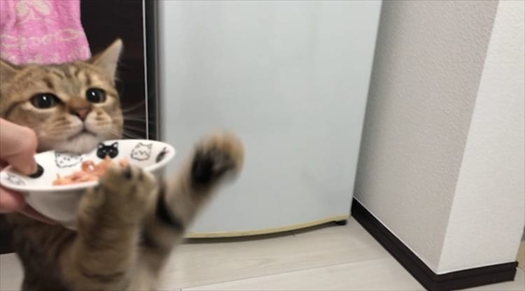 初めて猫缶を食べた子猫の反応がカワイ過ぎると話題に！子猫の猫缶初体験♪