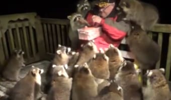 妻の遺言で25年間アライグマの世話をしているお爺さんのYoutubeチャンネルが大人気に！