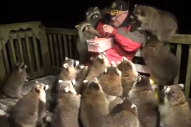 妻の遺言で25年間アライグマの世話をしているお爺さんのYoutubeチャンネルが大人気に！