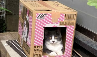 家政婦は見た!?段ボールハウスにいる猫を撮影した写真を見直してみると、後ろに・・・