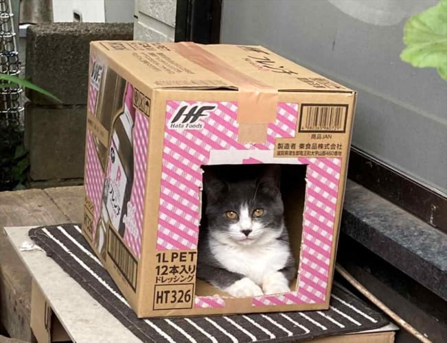 まるで『家政婦は見た！』？！段ボールハウスにいる猫を撮影した写真を見直してみると、その後ろに・・・