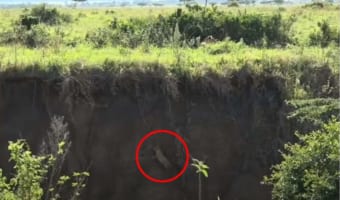 急斜面で身動きのとれない子ライオン･･･救出に向かった母ライオンの愛と勇気あふれる行動に感動！