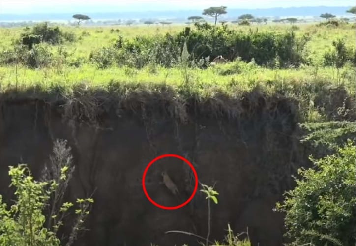 急斜面で身動きのとれない子ライオン･･･救出に向かった母ライオンの愛と勇気あふれる行動に感動！