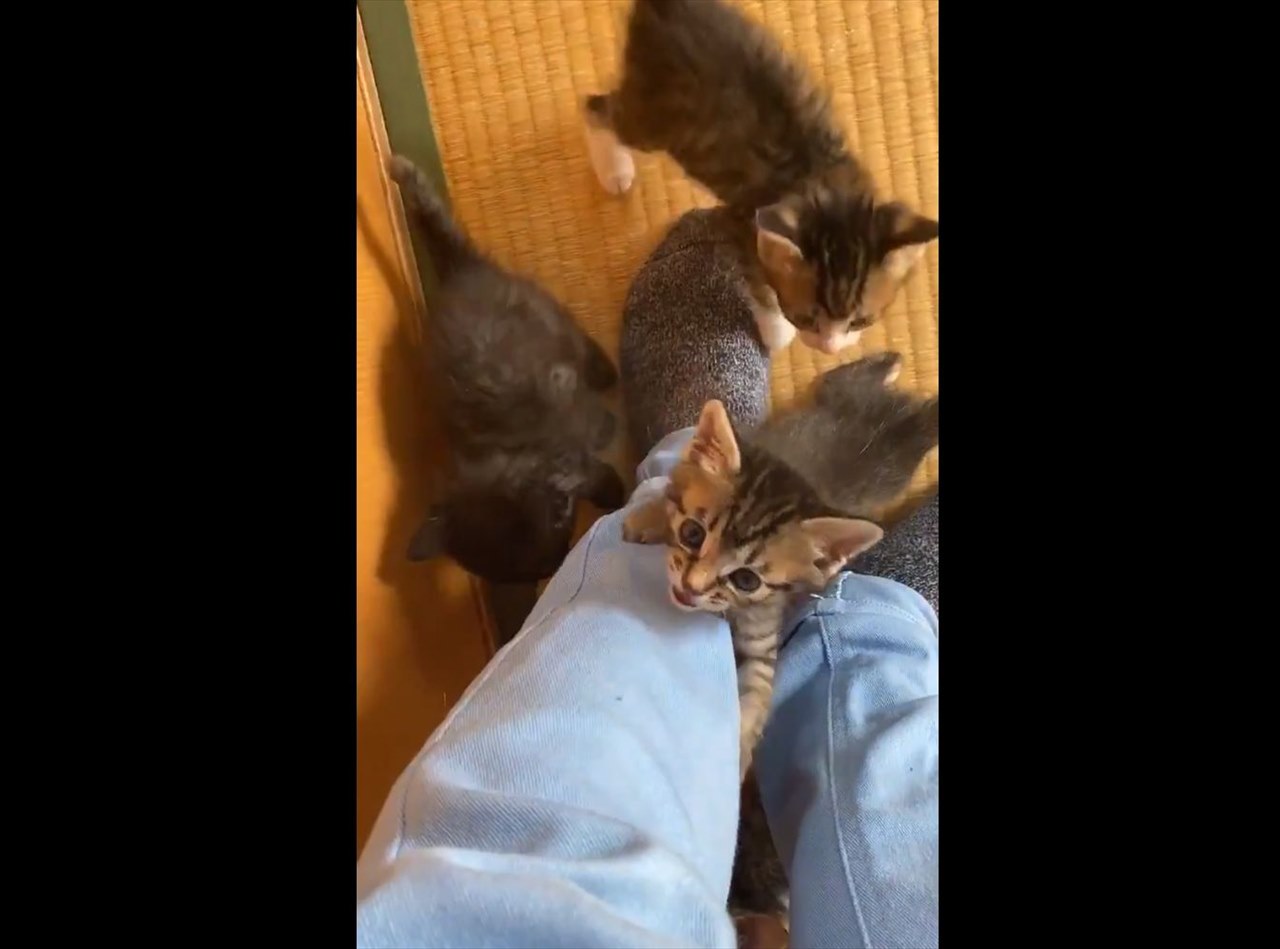 ずっとこの状態がいい・・・(笑) まとわりついてくるニャンコたちが可愛すぎる!