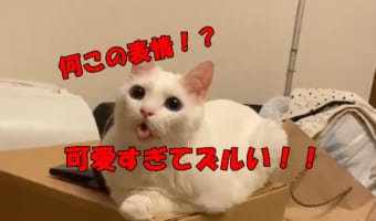 可愛すぎる表情で飼い主を癒す猫が話題に♪癒されたいときはこちらをご覧ください!