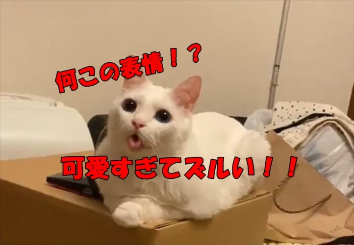 可愛すぎる表情で飼い主を癒す猫が話題に♪癒されたいときはこちらをご覧ください！