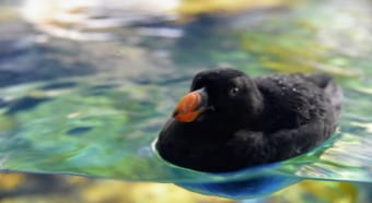 オレンジのクチバシが目を引く「エトピリカ」ってどんな鳥？