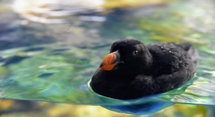 オレンジのクチバシが目を引く「エトピリカ」ってどんな鳥？