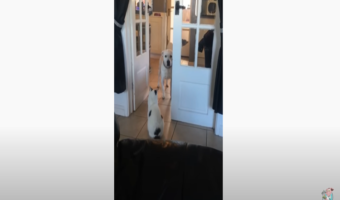 「体は僕の方が大きいけれど...」猫に通せんぼされるワンちゃんが可愛すぎる!