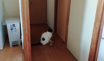 部屋の外で開けてもらえるのを待っているニャンコ。その理由が健気すぎて泣ける・・・