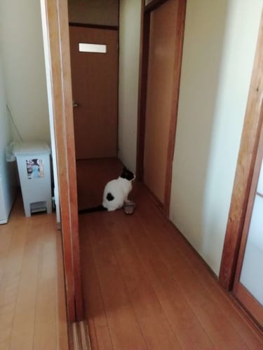 部屋の外で開けてもらえるのを待っているニャンコ。その理由が健気すぎて泣ける･･･