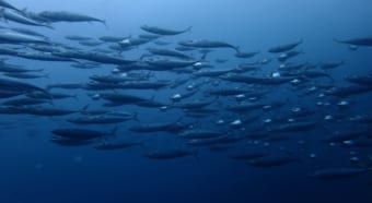 口を大きく開きながら泳ぐ「グルクマ」ってどんな魚？