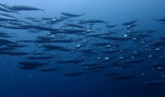 口を大きく開きながら泳ぐ「グルクマ」ってどんな魚?