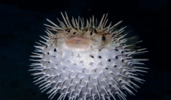 フグの仲間の魚「ハリセンボン」、毒はあるの？針は実際どのくらいあるの？