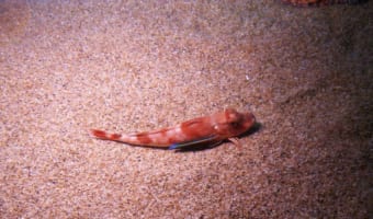 魚なのに翼と脚がある?!ホウボウってどんな魚なの?