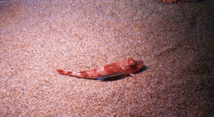 魚なのに翼と脚がある？！ホウボウってどんな魚なの？