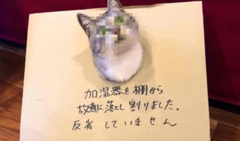 まったく反省してませんね・・・(笑) 加湿器を割ったニャンコのドヤ顔が面白い!